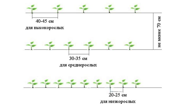 Посадка перца в грунт рассадой смотреть онлайн