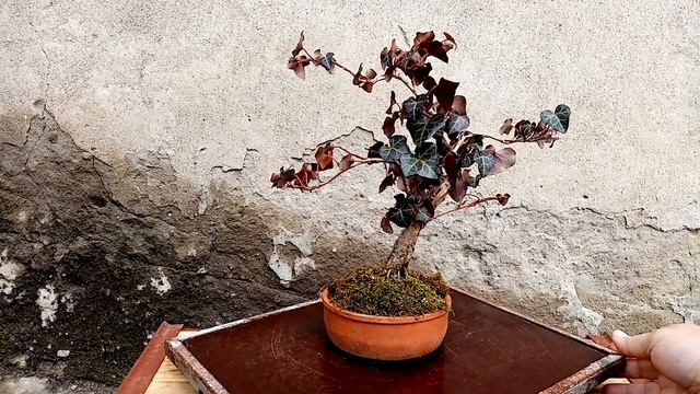Бонсай плющ (хедера) смотреть онлайн