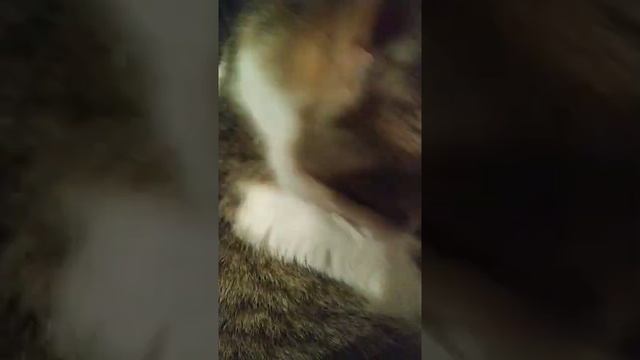 Первое стихотворение кота⛓️?? смотреть онлайн