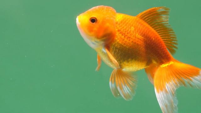 Самые красивые виды золотых рыбок смотреть онлайн
