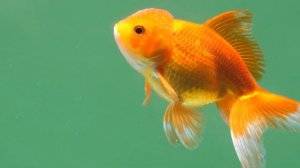Самые красивые виды золотых рыбок