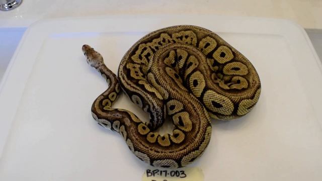 2017 Pastel Red Axanthic Ball python - Male смотреть онлайн