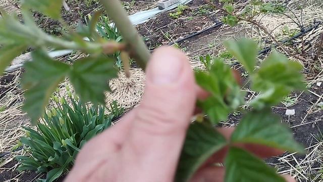 Из за дождей делаю профилактическую обработку по ежевике.