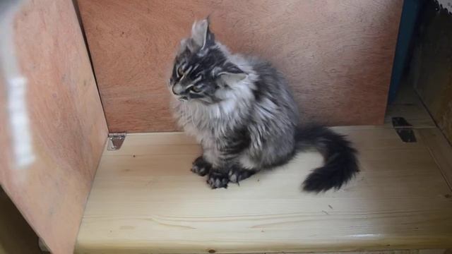 Котенок Мейн-кун, 3 месяца смотреть онлайн