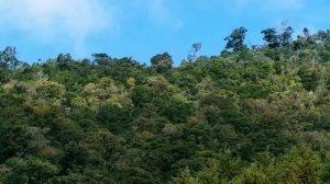 Тропический рай. Планета джунглей. (Дикая природа 8К)