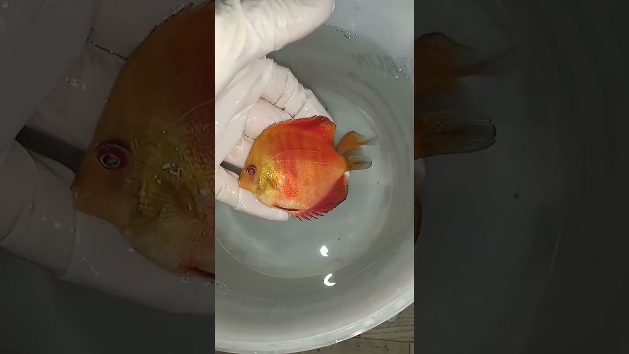 Отправка Дискусов. Туркис, Мальборо, Пиджен #discus #дискусы #аквариум #shorts смотреть онлайн