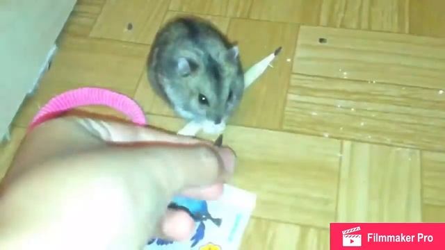Лучший корм для хомяков смотреть онлайн