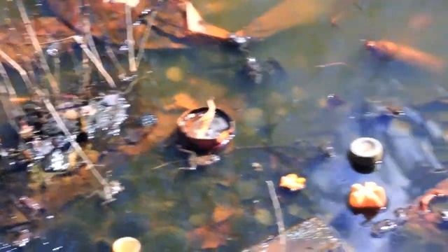 А вы слышали стоны сношающихся лягушек? смотреть онлайн