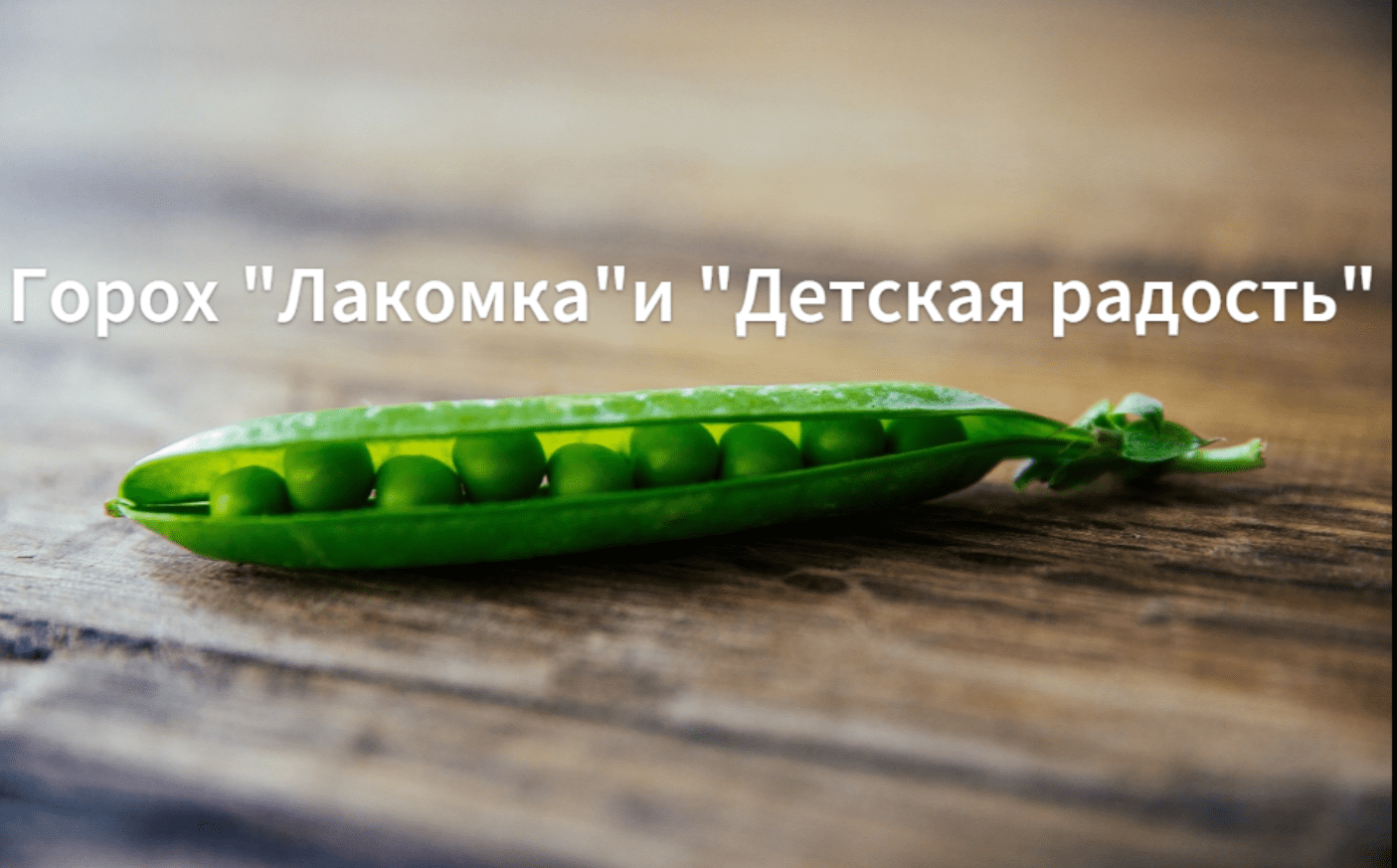 Как сажать горох. Сажаем горох в открытый грунт.Горох сорт: "Лакомка" и "Детская радость". смотреть онлайн