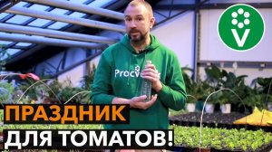 ПОДКОРМКА ТОМАТОВ ВОДКОЙ для огромного и вкусного урожая!