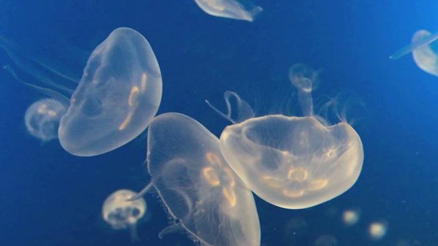 SEE A TOUR OF SAN SEBASTIÁN, SPAIN! смотреть онлайн