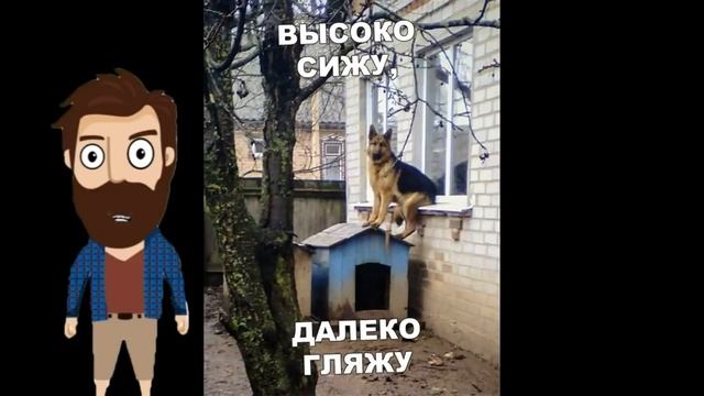 Лютые приколы. МОЙ КОТ КОВБОЙ!!! РЖАКА ДО СЛЁЗ! САМОЕ СМЕШНОЕ ВИДЕО – Domi Show смотреть онлайн