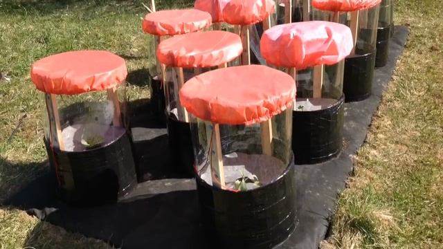 МЕШКИ из СЕТКИ. КАК их ДЕЛАТЬ. "АКАДЕМИЯ САДОВОДА-МЕШОЧНИКА". Встреча 4. Academy Garden in Bags. смотреть онлайн
