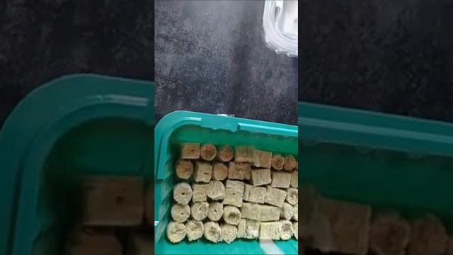 Петуния гигантские цветы, Гелиотроп, Бальзамин камелия сажаю на минеральную вату смотреть онлайн
