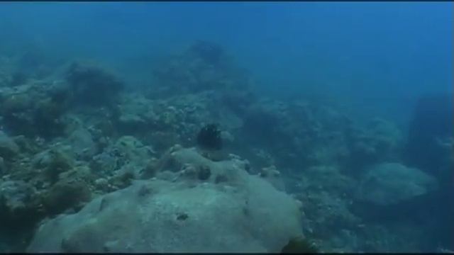 Предельная глубина - 355 - Коралловые рифы Острова Комодо. смотреть онлайн