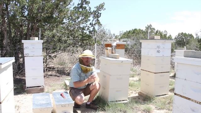 Introducing Caged Queen and Splitting Hive (Most Effective Method)! смотреть онлайн
