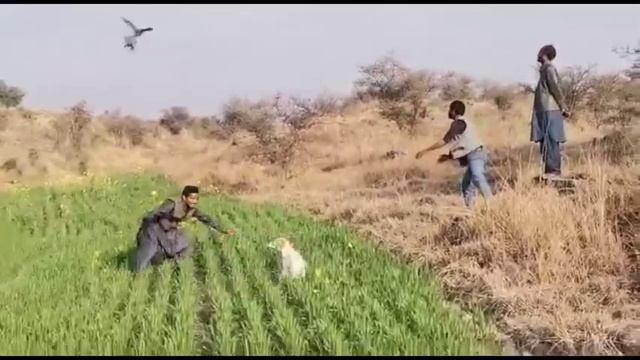 hawk catch the partridge on the way || باز نے تیتر کو ہوا میں پکڑ لیا || falconry in Pakistan(2022) смотреть онлайн