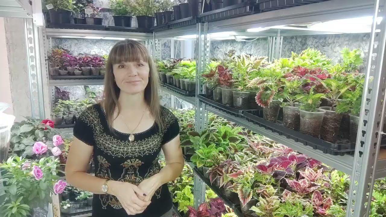 Открываю прием заказов на весну 2024г. Продажа вегетативных растений. Весь мой ассортимент цветов. смотреть онлайн