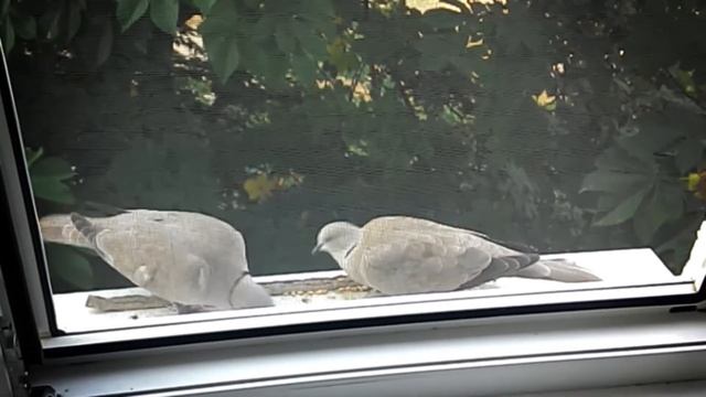 Дикие голуби. Кольчатая горлица | Wild pigeons hand feeding смотреть онлайн