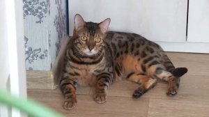 Бенгальские кошки: рассказываем, сколько стоят, как содержать и какие у них повадки