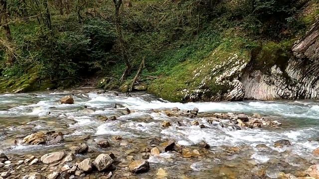 Тисово-самшитовая роща. Сочи смотреть онлайн