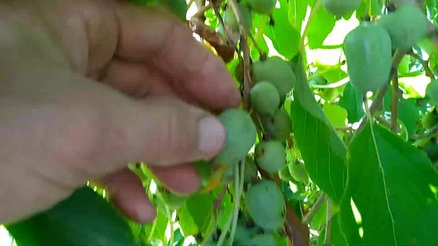 Пурпурная и Киевская крупноплодная смотреть онлайн