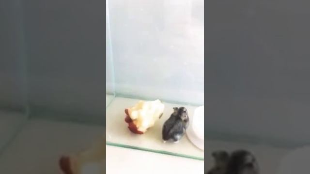 Реакция моей хомячки Мун на музыку .Включаю разные песни разных исполнителей. смотреть онлайн