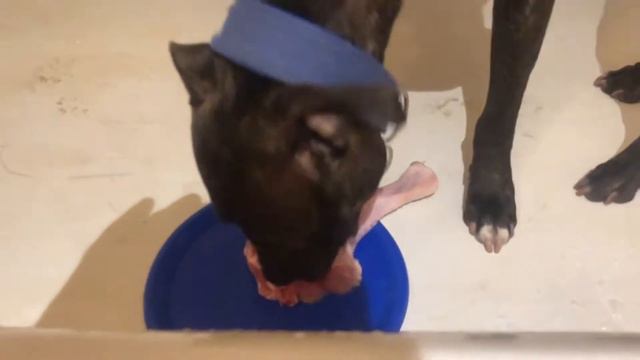Asmr mukbang pitbull eats raw turkey leg смотреть онлайн