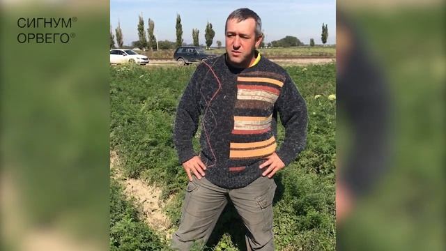 О применении ОРВЕГО® и СИГНУМ® – Левченко А., главный агроном ООО «Агро-Союз», Краснодарский край. смотреть онлайн