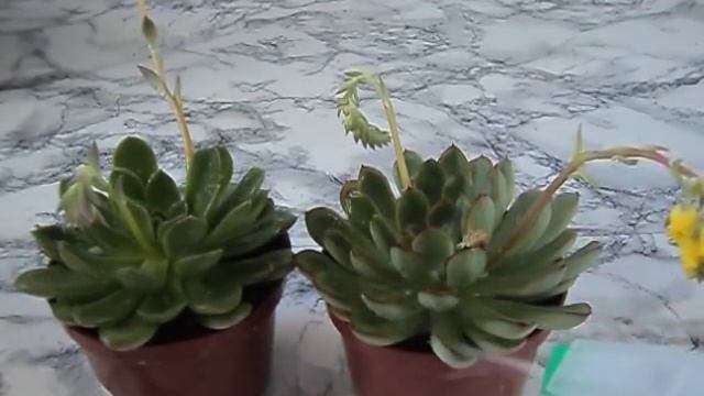 Suculentas - Cuidado para não mancha-las смотреть онлайн