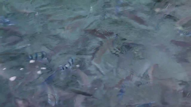 Красное море Эйлат - Израиль. Отель Риф Орхидея смотреть онлайн