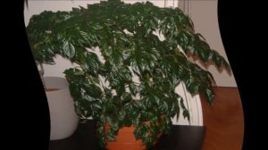 Радермахера уход