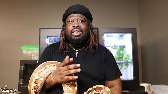 WHY BLOOD PYTHONS ARE MY FAVORITE SPECIES OF SNAKE... смотреть онлайн