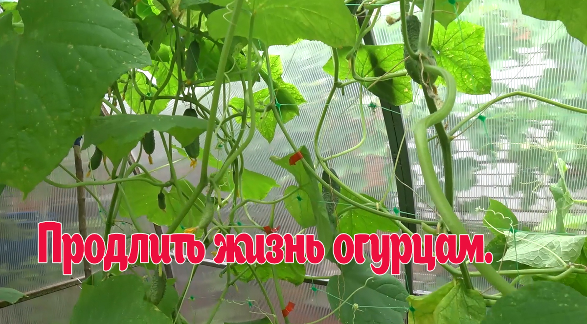 Чем подкормить огурцы, чтобы плоды были ровные, вкусные и долго плодоносили. смотреть онлайн