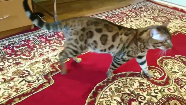 Бенгал на охоте