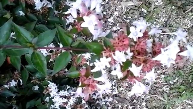 Abelia x grandiflora Caprifoliacées-Abelie a grande fleurs смотреть онлайн