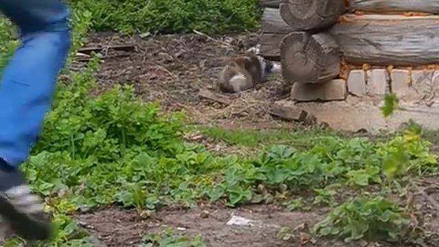 охота на кошку (часть 1 ) смотреть онлайн