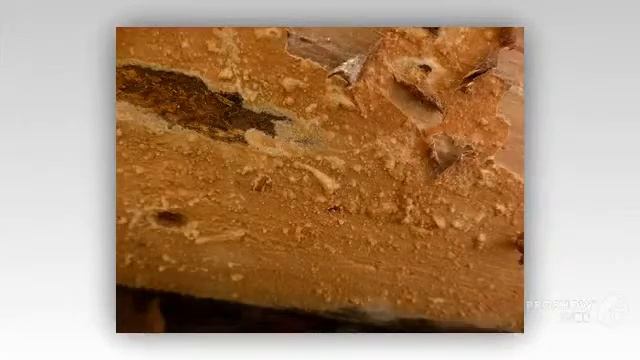 Phlebia livida - fungi kingdom смотреть онлайн