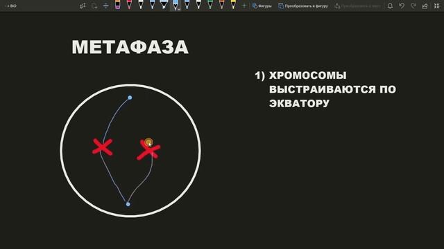 Митоз самый понятный и простой урок - митоз просто смотреть онлайн