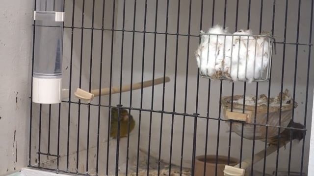 The Canary Room Season 4 Episode 13 - A Visit To Terry Kelly Author Of The Fife Canary