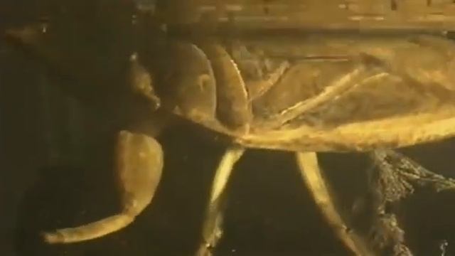 Круговорот воды Водная жизнь насекомых и животных смотреть онлайн