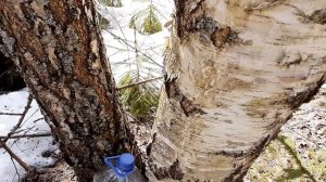 Как собирать берёзовый сок с помощью капельницы