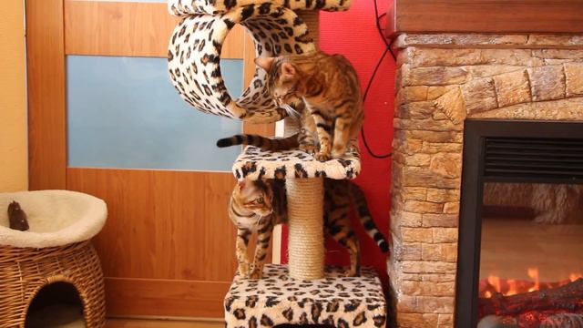 Аманда и Бэтти. Бенгалы