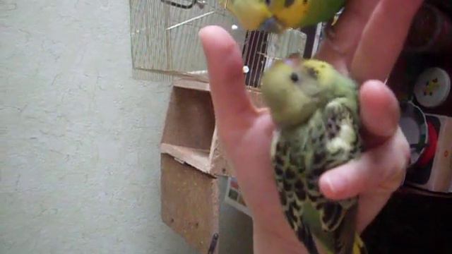 самец кормит птенца смотреть онлайн