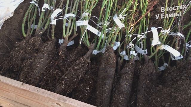 ЗИМНЕЕ СОХРАНЕНИЕ РОЗ В ПРИКОПЕ. КАК СОХРАНИТЬ САЖЕНЦЫ РОЗ ЗИМОЙ. 48 шт. смотреть онлайн