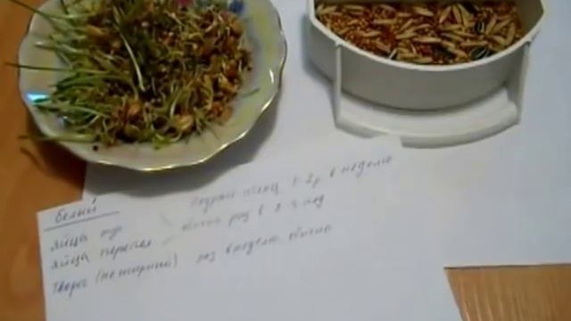 Чем кормить попугаев Корелл МОЖНО ! Что нельзя давать попугаям Корелла. Подробно о кормлении корелл