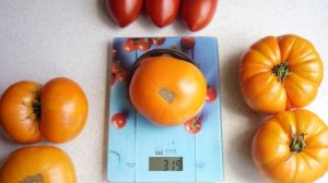 Урожайный жёлтый сорт! Томат Мясной Завтрак