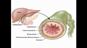 Анатомия желчного пузыря и желчных протоков. Кровоснабжение, иннервация. Сфинктерный аппарат.