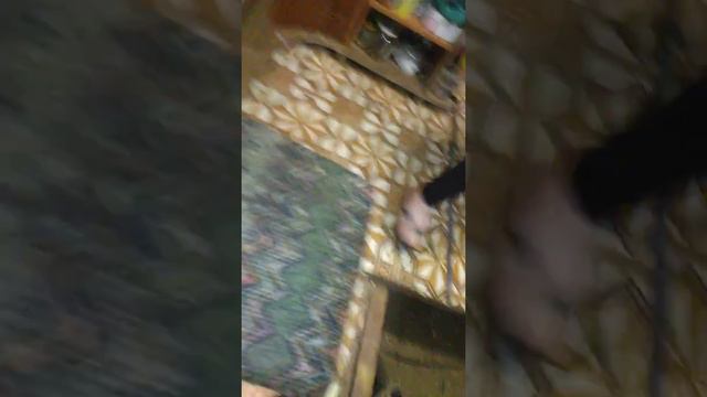 Как нарисовать собаку смотреть онлайн