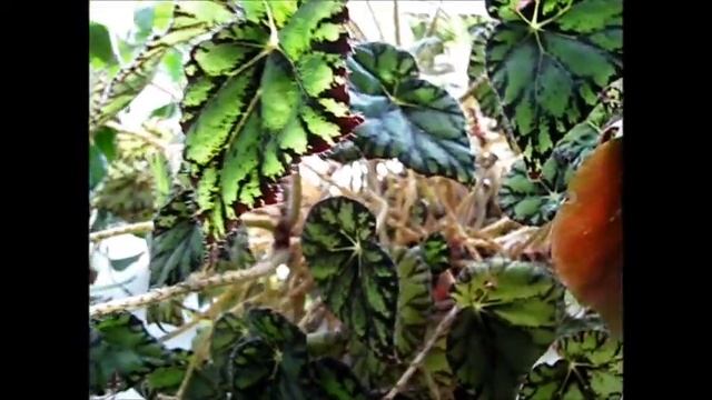 БЕГОНИЯ ДЕКОРАТИВНОЛИСТВЕННАЯ и ДЕКОРАТИВНОЦВЕТУЩАЯ смотреть онлайн